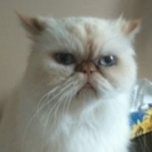 Meet your Posher, Chantale